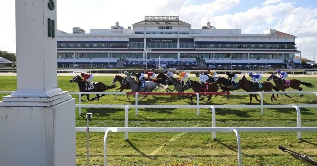 Picks de Gulfstream Park para hoy 24 de agosto Programa de Carreras americanas VIPbet apuestas hipicas
