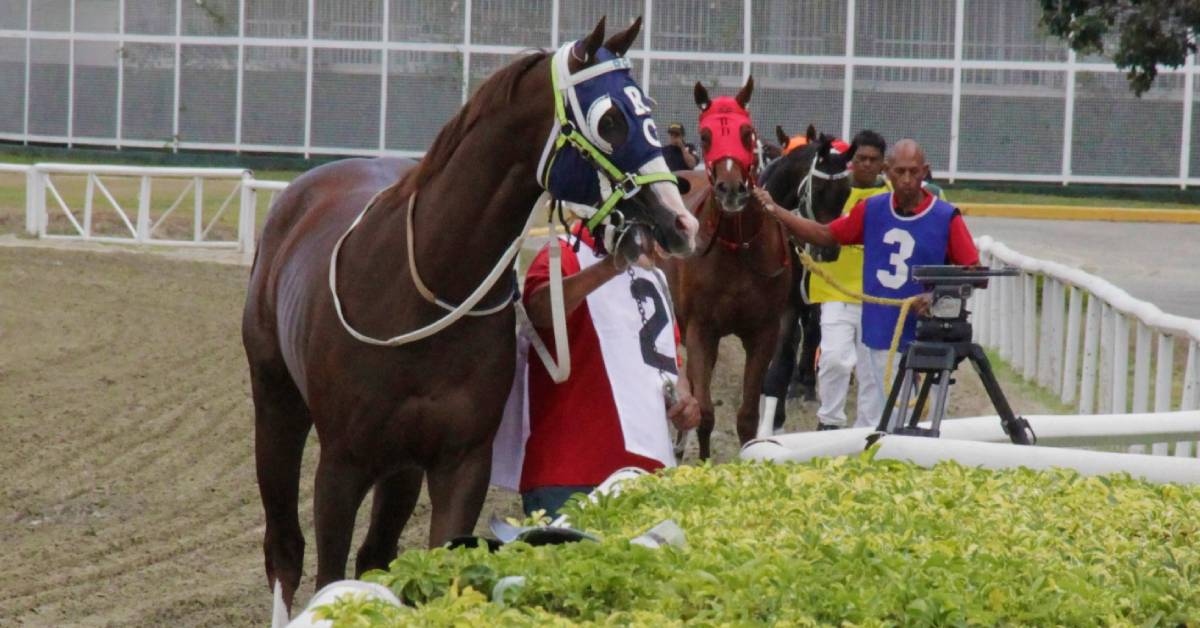 Pronóstico y datos para la Polla en la Rinconada 16 de agosto VIPbet apuestas hipicas