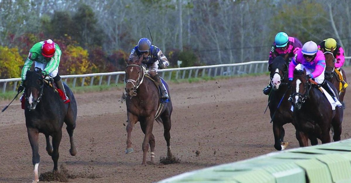 Datos y Picks Finger Lakes para hoy 1 de septiembre carreras americanas VIPbet