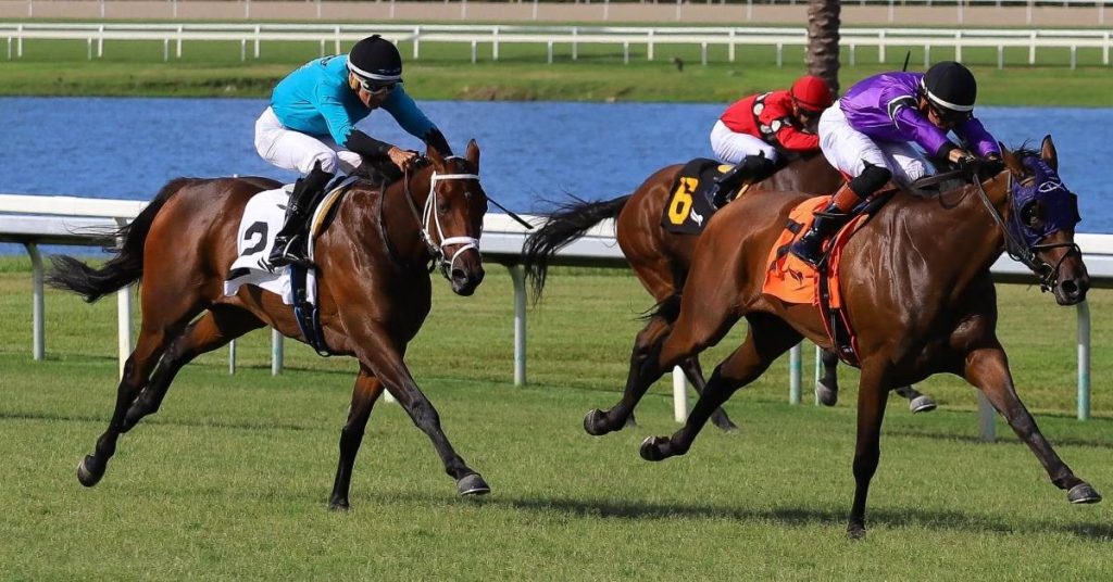 Hipódromo Gulfstream Park picks de hoy 11 de septiembre carreras de caballo VIPbet